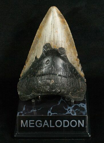 Very Thick / Megalodon Tooth #4988